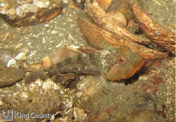 Photo of Artedius harringtoni